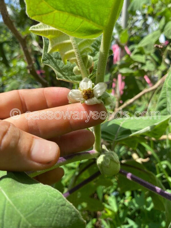 Solanum lasiocarpum, Terung Asam, Borneo eggplant, 15 seeds - Image 6