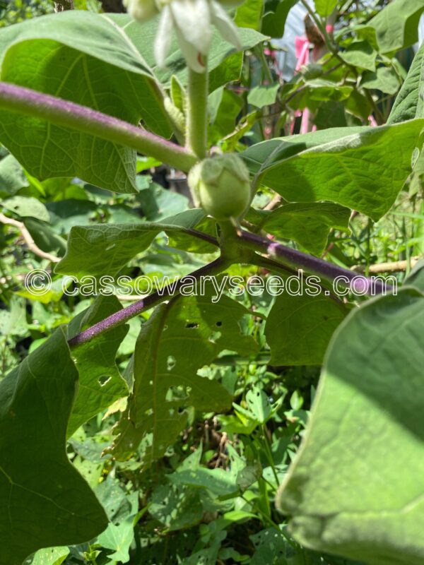 Solanum lasiocarpum, Terung Asam, Borneo eggplant, 15 seeds - Image 7