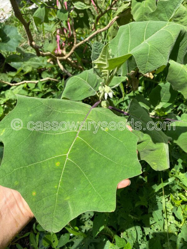 Solanum lasiocarpum, Terung Asam, Borneo eggplant, 15 seeds - Image 8