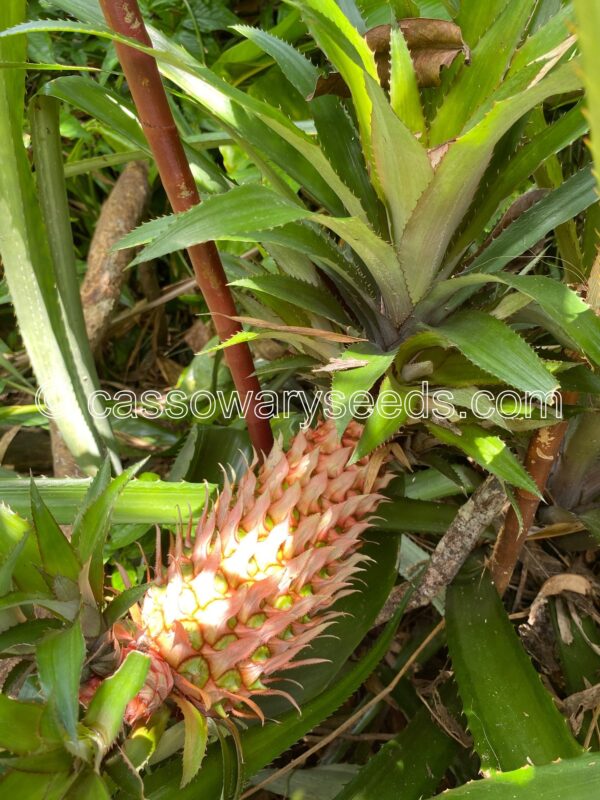 Ananas bracteatus, Pink skin pineapple, 1 slip