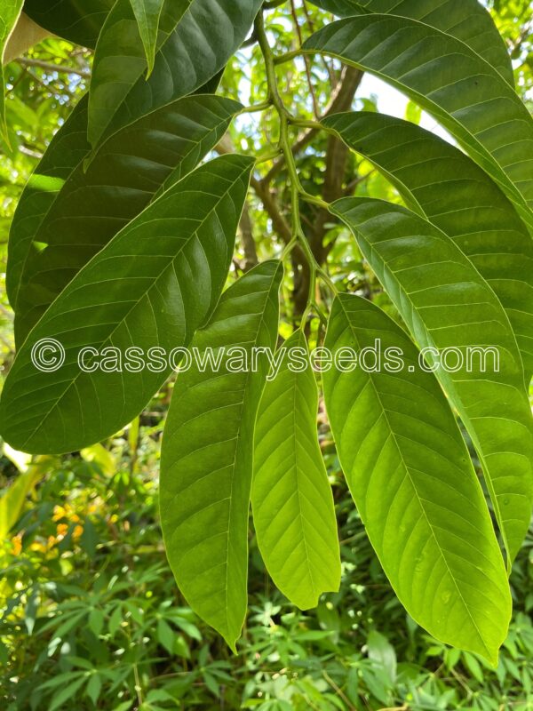 Annona reticulata, Bullock's Heart, 10 seeds - Image 2