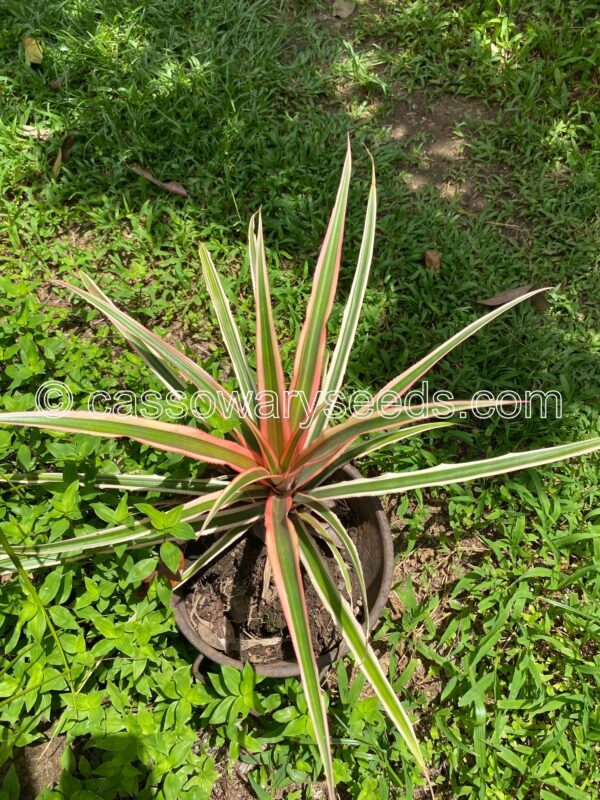 Ananas comosus var. variegatus, Variegated pineapple, 1 slip