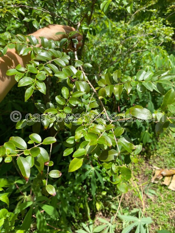 Plinia cauliflora, Jabuticaba, 10 seeds