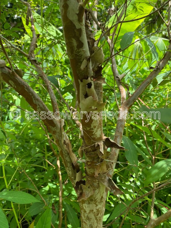 Plinia cauliflora, Jabuticaba, 10 seeds - Image 2