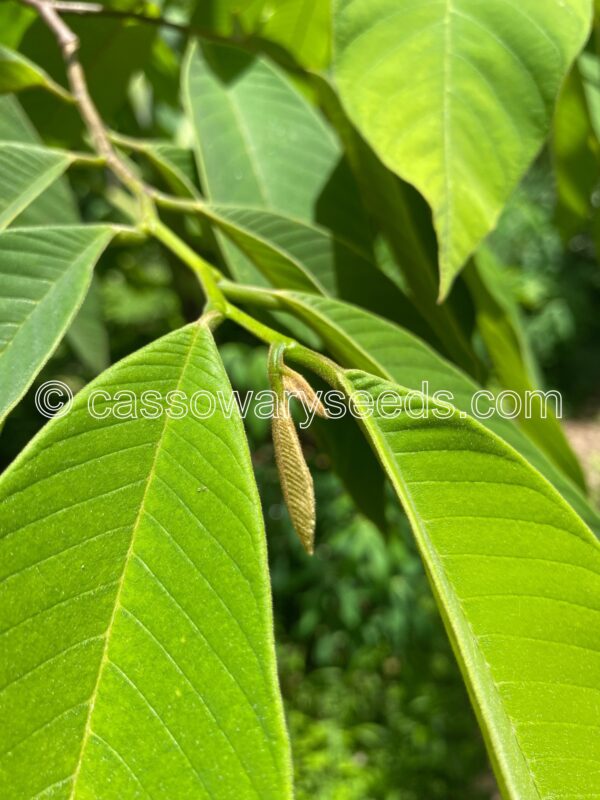 Annona sprageii, Chirimoya, 10 seeds - Image 2