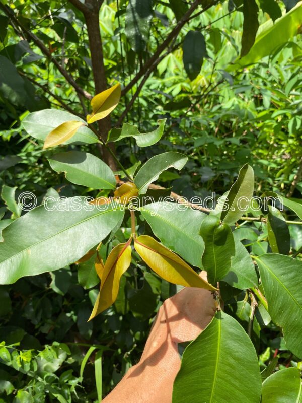 Garcinia brasiliensis, Bacuripari, 5 seeds - Image 2