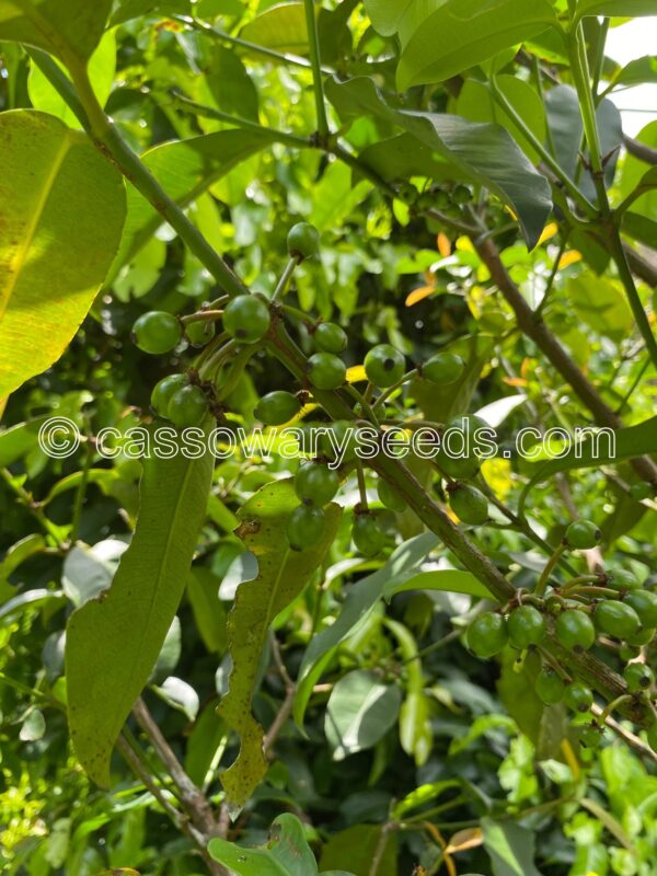 Garcinia brasiliensis, Bacuripari, 5 seeds