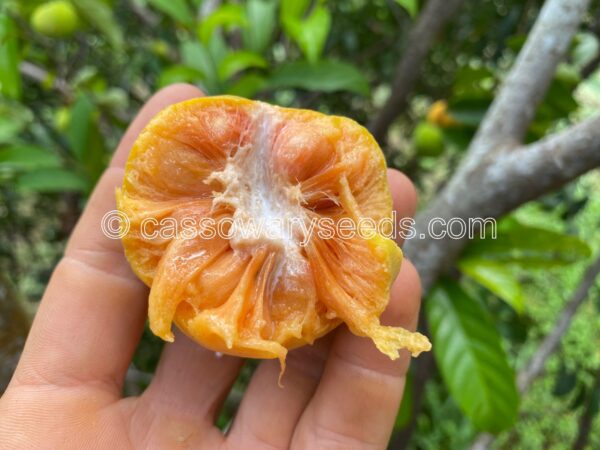 Artocarpus nitidus subsp. lingnanensis, Red Kwai muk, 10 seeds - Image 3