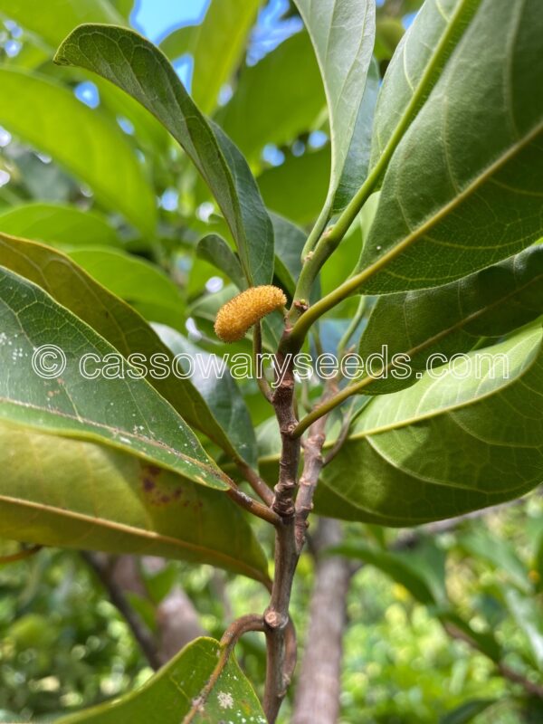 Artocarpus nitidus subsp. lingnanensis, Red Kwai muk, 10 seeds - Image 4