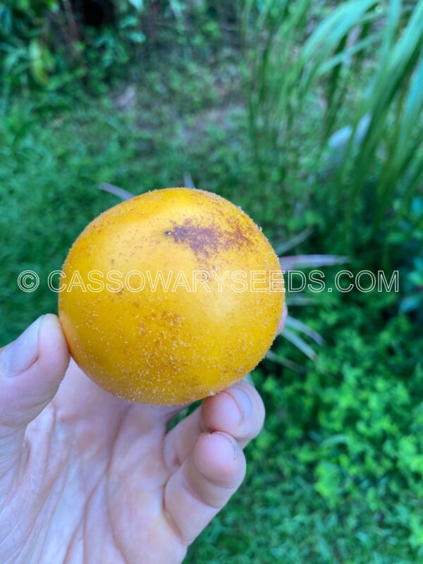 Solanum lasiocarpum, Terung Asam, Borneo eggplant, 15 seeds - Image 4