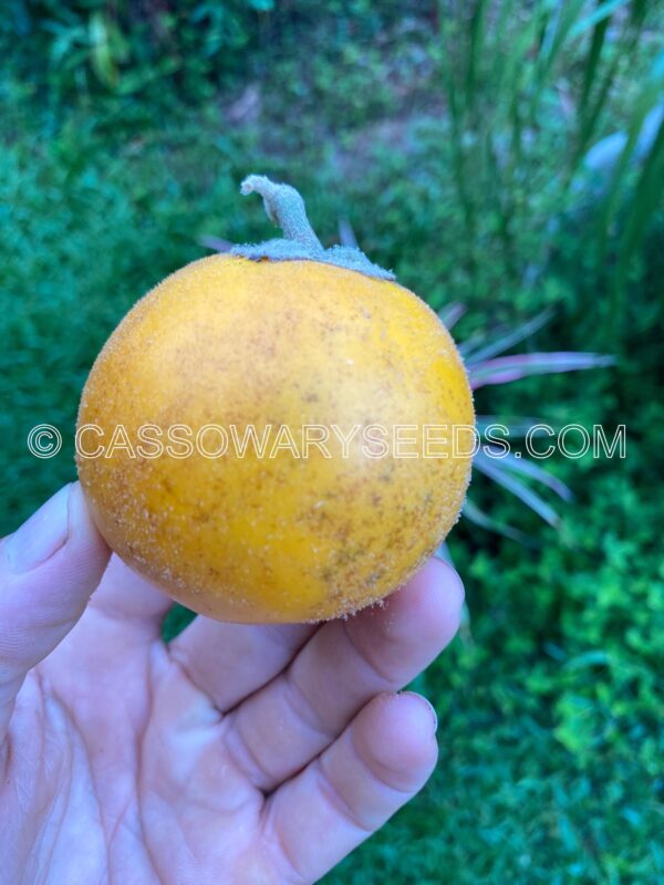 Solanum lasiocarpum, Terung Asam, Borneo eggplant, 15 seeds - Image 3