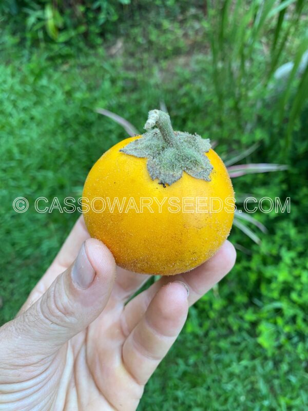 Solanum lasiocarpum, Terung Asam, Borneo eggplant, 15 seeds